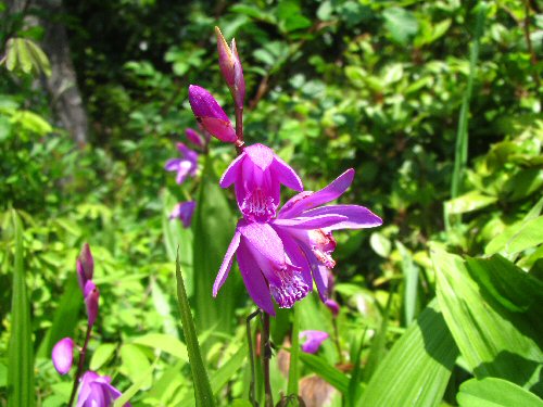 牧野植物園・4月